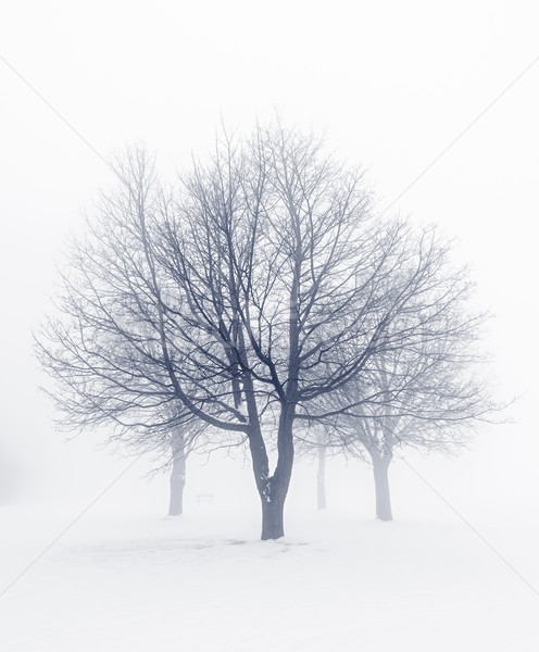 Invierno árboles niebla sin hojas nieve Foto stock © elenaphoto
