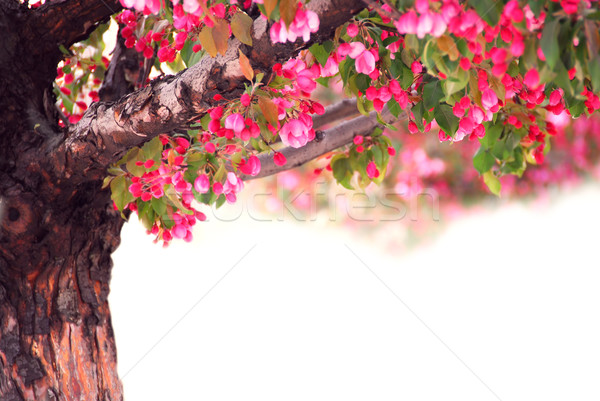 Apfelbaum Blüte rosa isoliert weiß Blumen Stock foto © elenaphoto