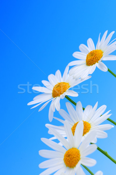 Zdjęcia stock: Daisy · kwiaty · niebieski · rząd · jasnoniebieski · niebo