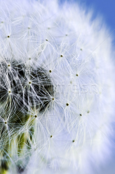 Stockfoto: Paardebloem · macro · zaden · blauwe · hemel · achtergrond · Blauw