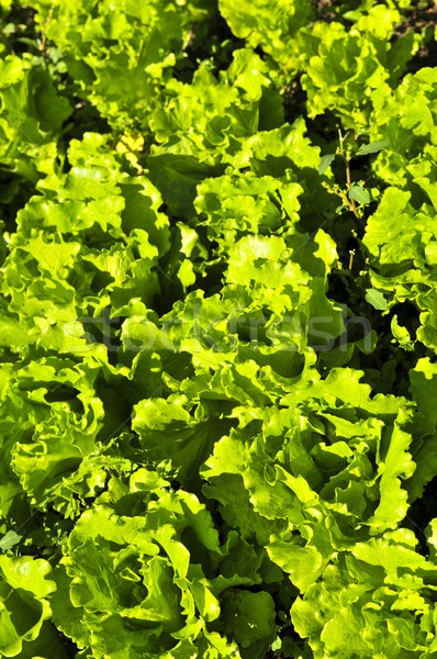 Lettuces growing in a garden Stock photo © elenaphoto