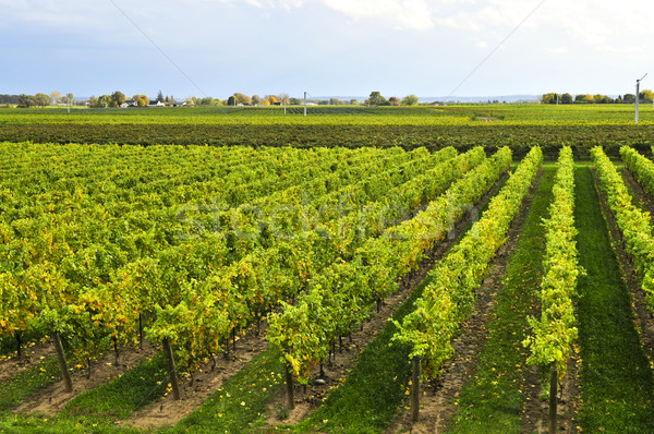 Vineyard Stock photo © elenaphoto