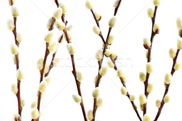Primavera bichano salgueiro isolado branco Foto stock © elenaphoto