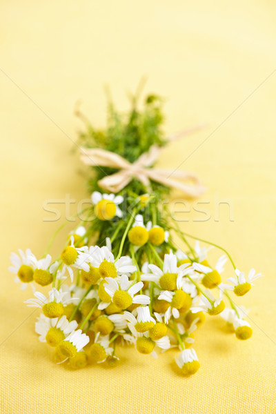 Chamomile flowers Stock photo © elenaphoto