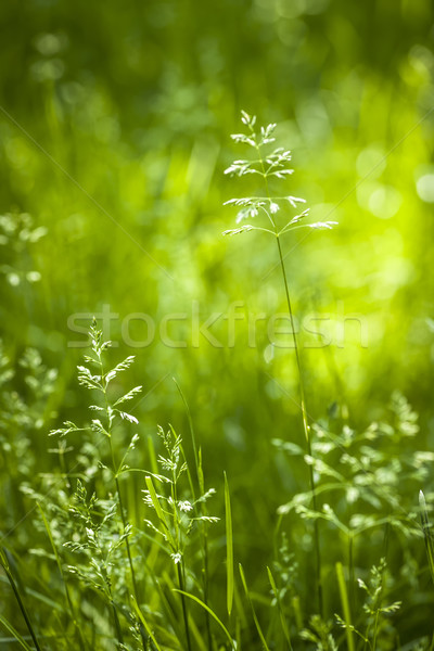 June green grass flowering Stock photo © elenaphoto