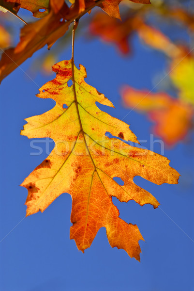 Autumn leaves Stock photo © elenaphoto