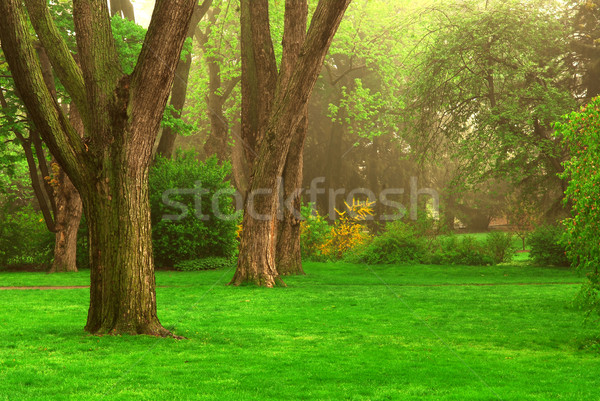 Foto stock: Brumoso · parque · edad · árboles · primavera · árbol