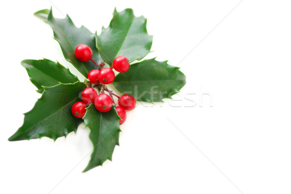 Christmas Holly Stock photo © elenaphoto