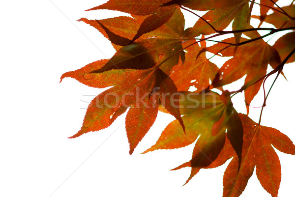 Japanese maple  Stock photo © elenaphoto