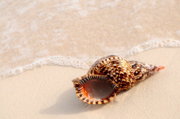 океанская волна песчаный тропический пляж природы лет Сток-фото © elenaphoto