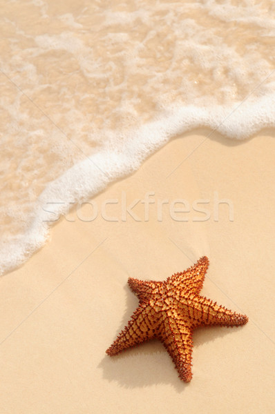 Starfish океанская волна песчаный тропический пляж пляж рыбы Сток-фото © elenaphoto
