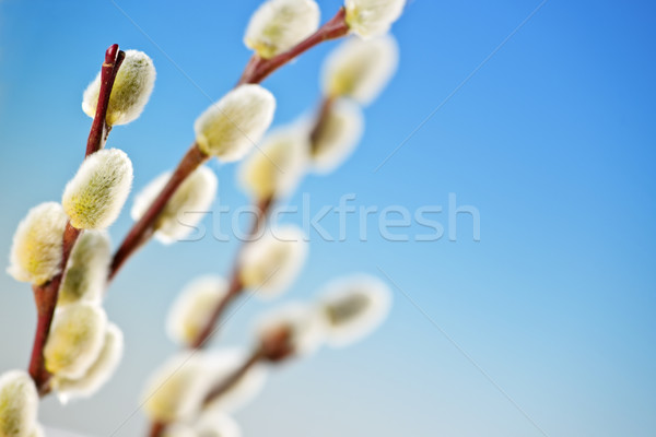 Stock photo: Spring pussy willows