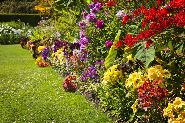 Colorful garden flowers Stock photo © elenaphoto