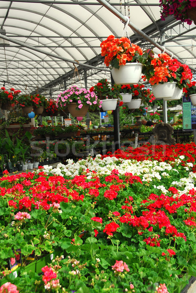 Greenhouse Stock photo © elenaphoto