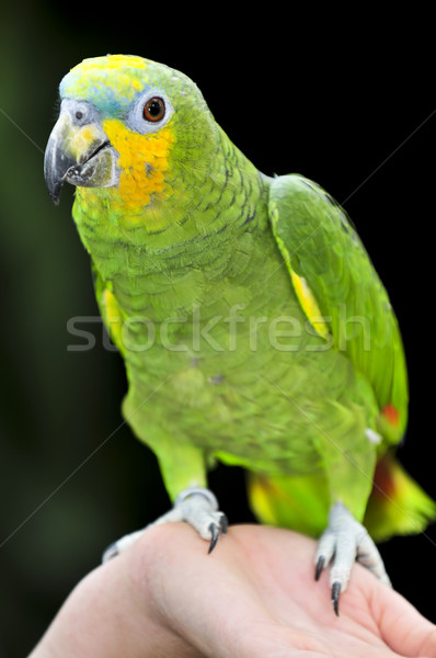 Yellow-shouldered Amazon parrot Stock photo © elenaphoto