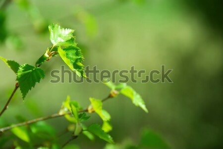 春 緑の葉 自然 小さな 緑 葉 ストックフォト © elenaphoto