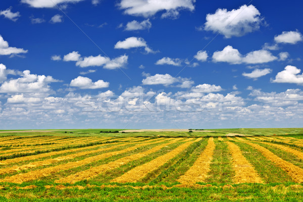 Wheat farm field at harvest Stock photo © elenaphoto