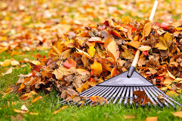 Fall leaves with rake Stock photo © elenaphoto