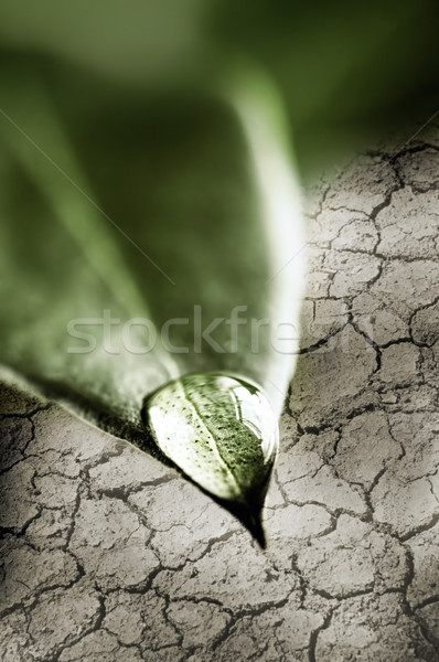 Water drop on green leaf Stock photo © elenaphoto