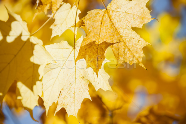 Glowing fall maple leaves Stock photo © elenaphoto