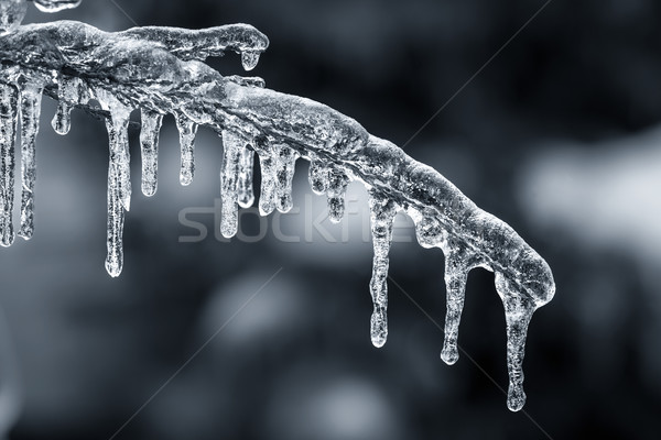Niebieski zimą oddziału długo wiszący lodu Zdjęcia stock © elenaphoto