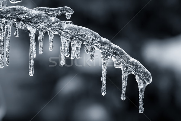 Stockfoto: Blauw · winter · tak · lang · opknoping · ijs