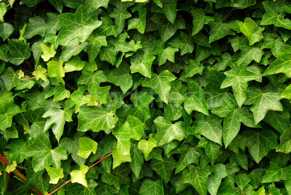 ストックフォト: 緑 · ツタ · 抽象的な · 豊かな · 葉 · 壁