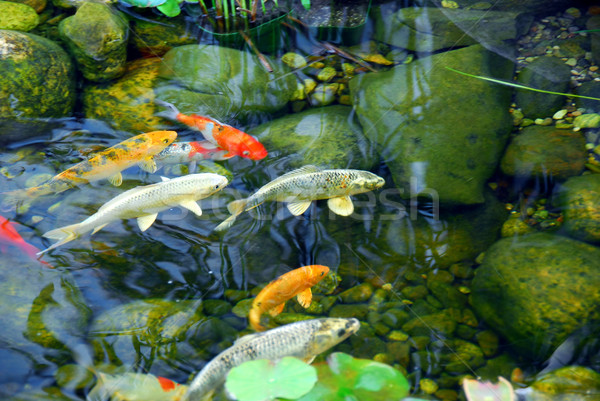 Koi gölet balık doğal taş su Stok fotoğraf © elenaphoto