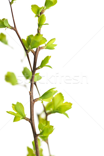 Niederlassungen grünen Frühling Blätter jungen isoliert Stock foto © elenaphoto