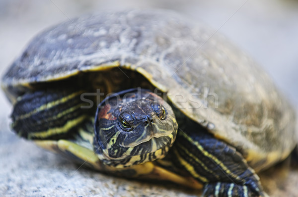 Red eared slider turtle Stock photo © elenaphoto