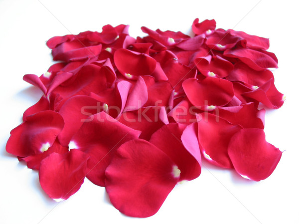 Red rose petals Stock photo © elenaphoto