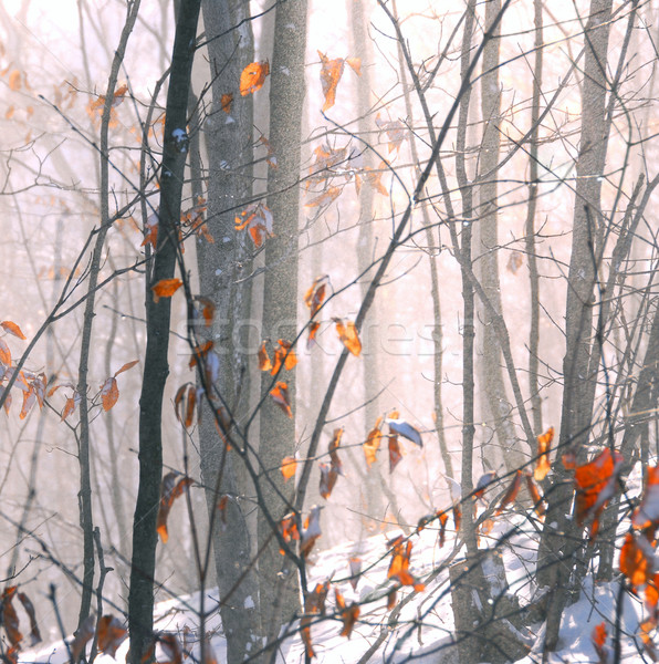 Winter Wald Schnee Staub Landschaft Stock foto © elenaphoto