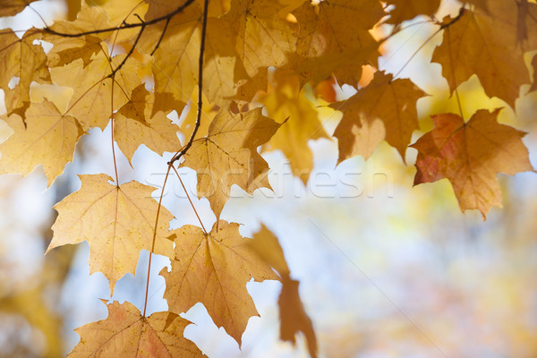 Backlit maple leaves in fall Stock photo © elenaphoto