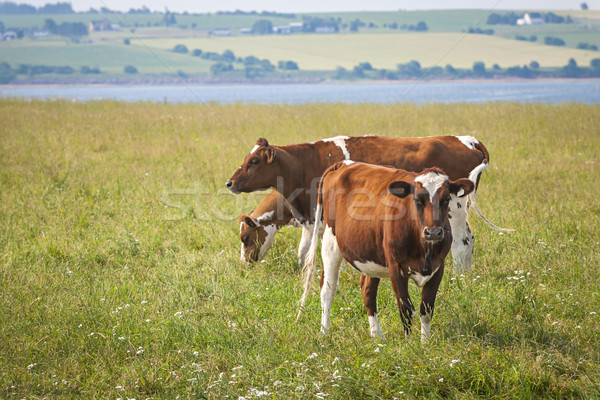 Vacas isla del príncipe eduardo tres campo Canadá paisaje Foto stock © elenaphoto