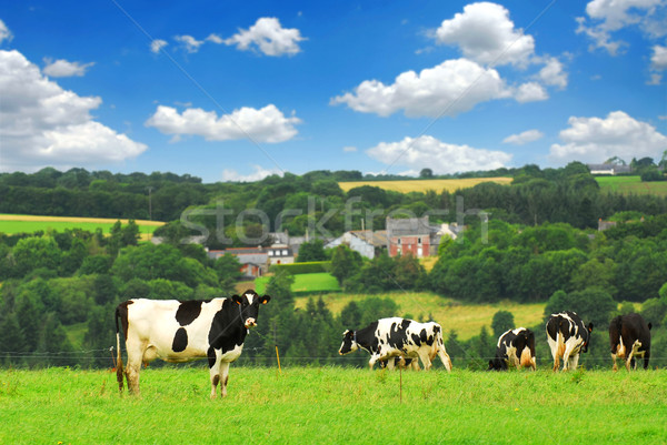 Kühe Weide grünen ländlichen Kuh schwarz Stock foto © elenaphoto