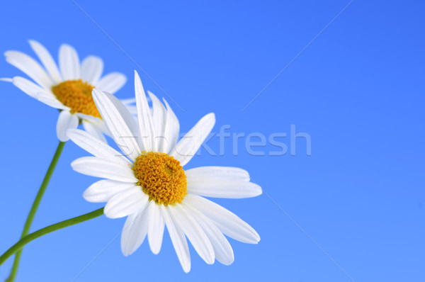 Foto stock: Margarida · flores · azul · macro · luz · azul · céu