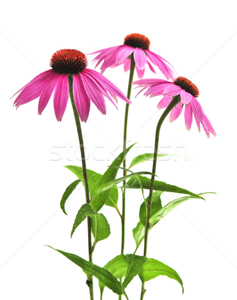 Echinacea purpurea plant Stock photo © elenaphoto