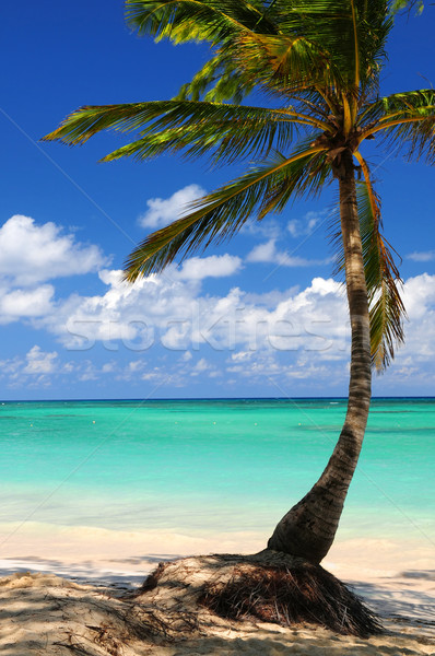 Beach of a tropical island Stock photo © elenaphoto