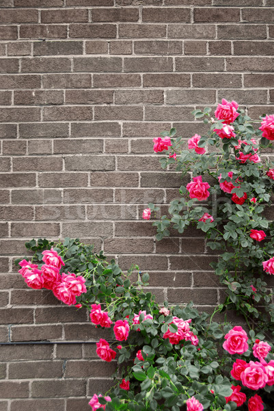 Roses mur de briques escalade roses rouges maison rose [[stock_photo]] © elenaphoto