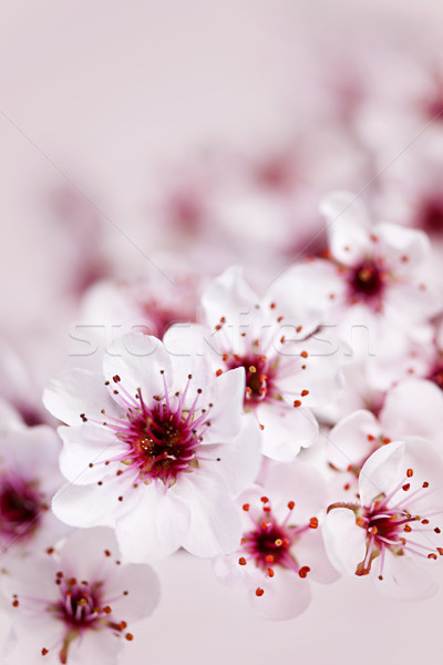櫻花 粉紅色 櫻花 花卉 美女 商業照片 © elenaphoto