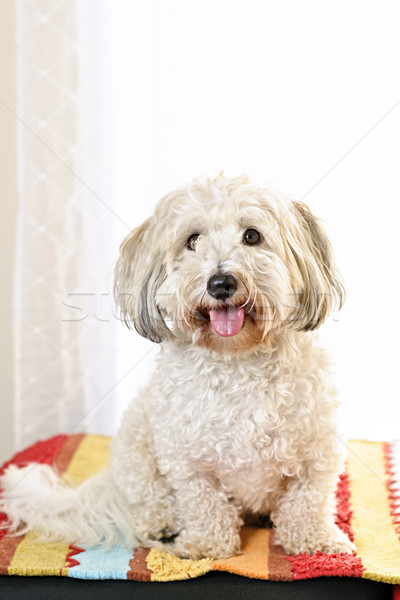 Cute dog portrait Stock photo © elenaphoto