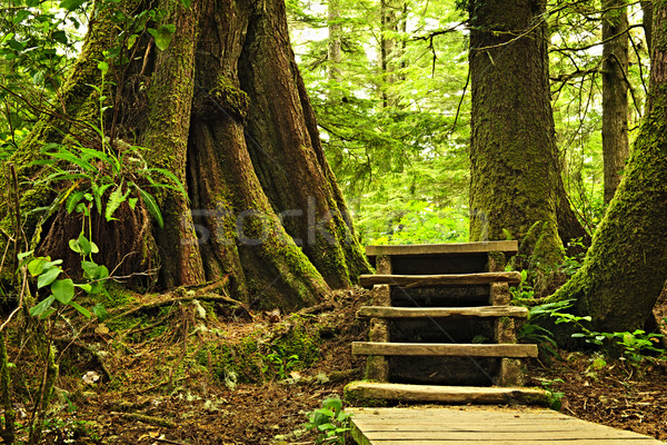 Stock photo: Path in temperate rainforest