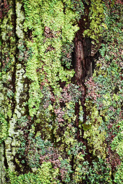 Lichen on tree trunk Stock photo © elenaphoto