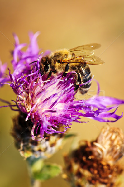 Honey bee on Knapweed Stock photo © elenaphoto