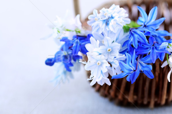 Première fleurs du printemps bleu bouquet Pâques Photo stock © elenaphoto