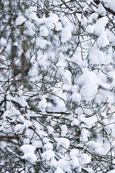 Foto d'archivio: Inverno · rami · albero · coperto · soffice · neve