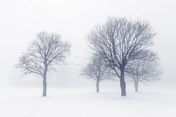 Tél fák köd téli tájkép lombtalan hó Stock fotó © elenaphoto