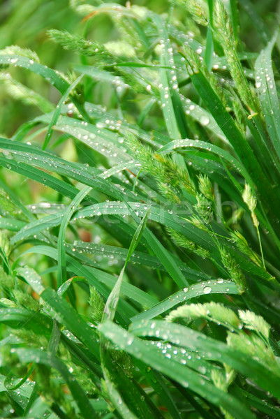 Green grass Stock photo © elenaphoto