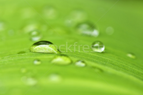 ストックフォト: 緑色の葉 · 雨滴 · 自然 · 緑 · 工場 · 葉