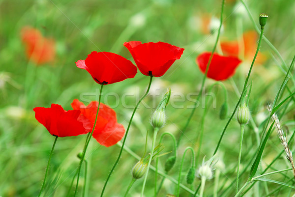 Amapolas amapola flores creciente verano pradera Foto stock © elenaphoto